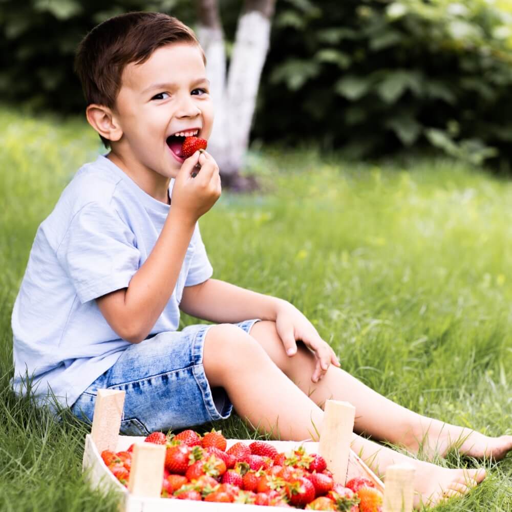 garçon mange des fraises bio dans verger fruits local